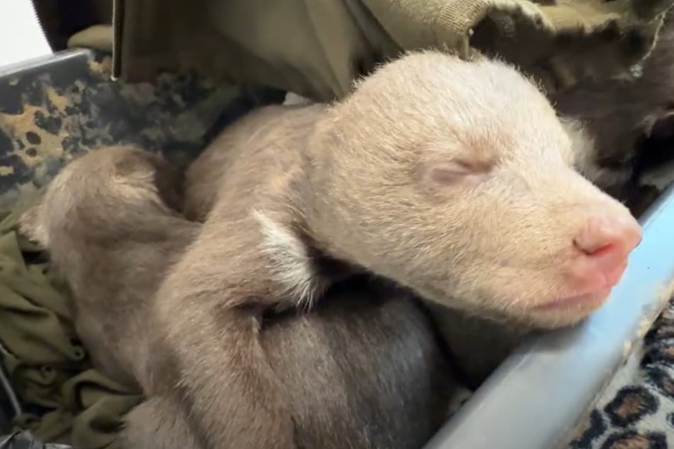Die drei etwa einen Monat alten, noch blinden Bärenjungen wurden dem Zoo Bojnice übergeben.