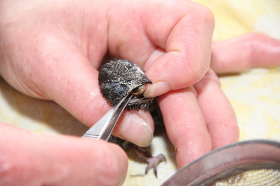 Die Vögel müssen aufgepäppelt werden, doch es ist nicht möglich, allen gerecht zu werden. Die Tierauffangstationen sind völlig überlastet.