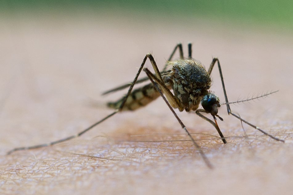 Ziehen Anti-Mückensprays die Blutsauger jetzt etwa an? Neues Experiment gibt Grund zur Sorge