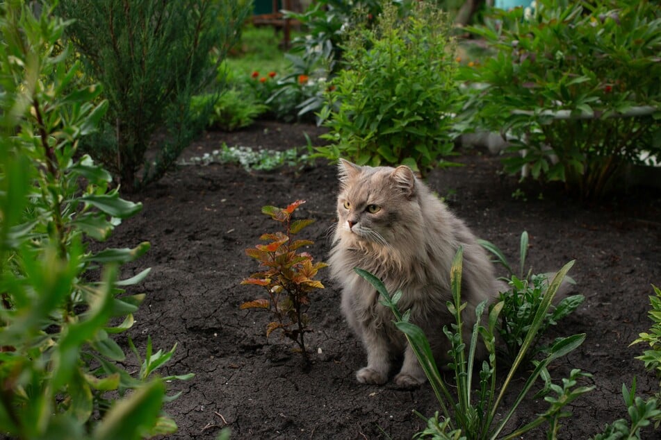 Für viele Katzen ist bei Beeten die Erde besonders interessant.