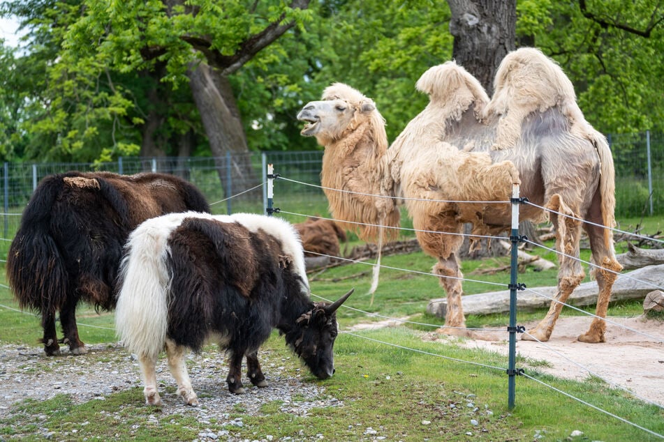 Das neue Yak-Weibchen machte auch schon Bekanntschaft mit den Trampeltieren auf der benachbarten Anlage.
