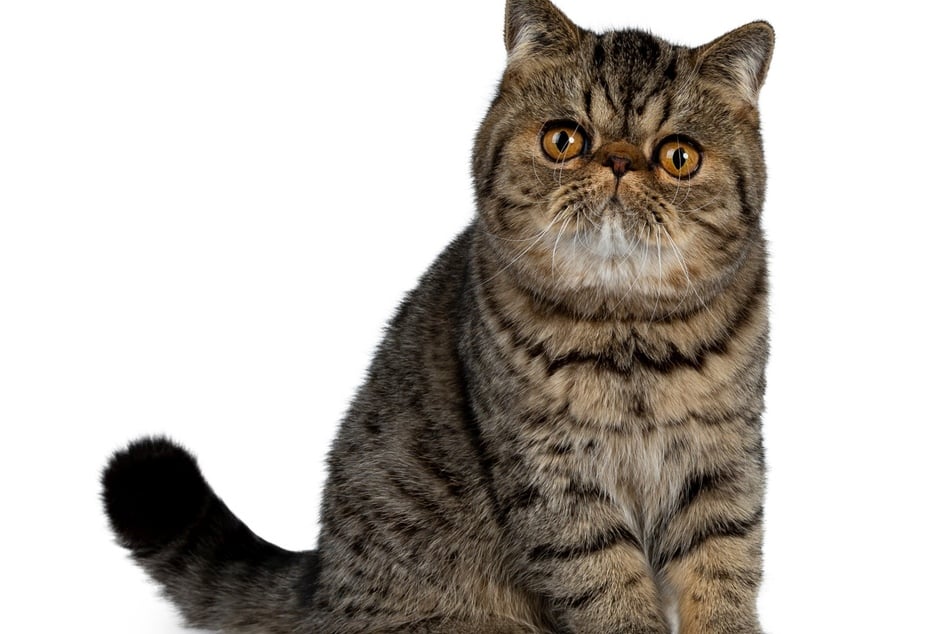 With a squashed face, and barely any length on its legs, the Exotic shorthair cat looks very odd.