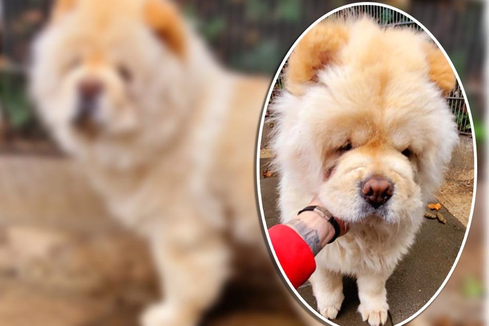 Chow-Chow Bruno muss aus traurigem Grund ins Tierheim: Bekommt er eine zweite Chance?