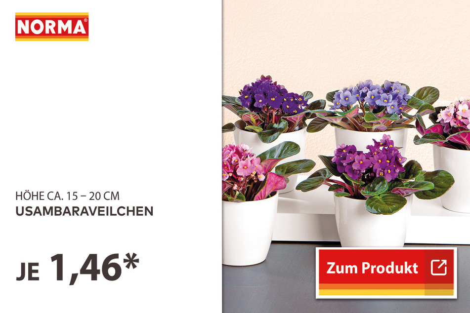 Usambaraveilchen für 1,46 Euro.
