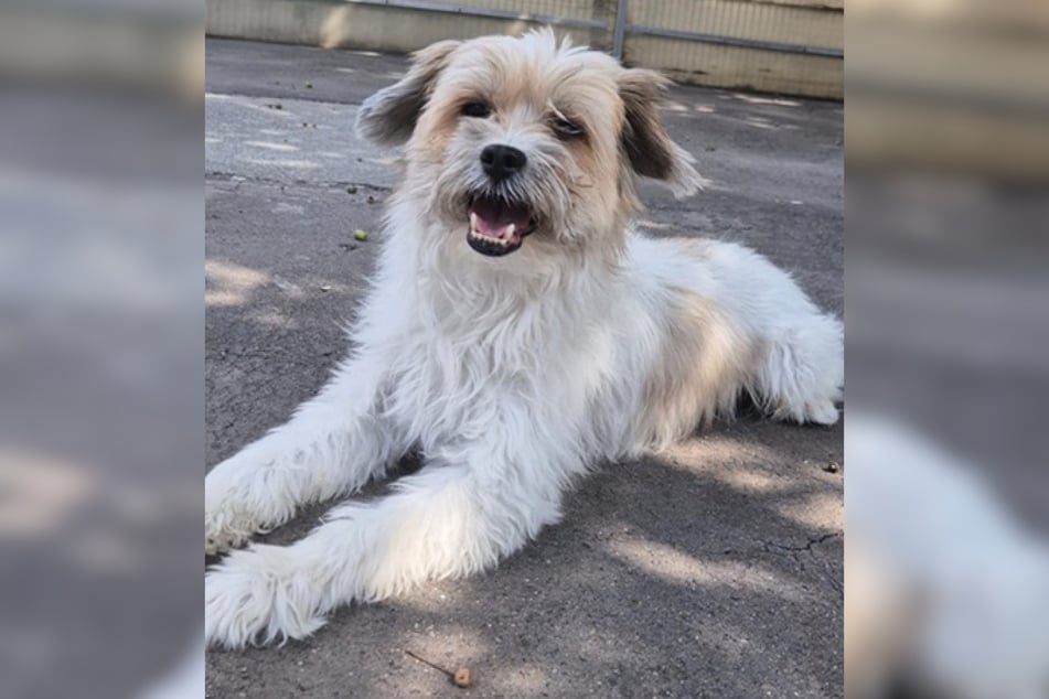 Terrier-Mix Jupp ist schätzungsweise 2018 geboren und damit etwa acht Jahre alt.
