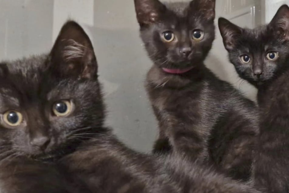 "Die Fantastischen Vier": Freche Katzen-Familie will in neues Leben starten