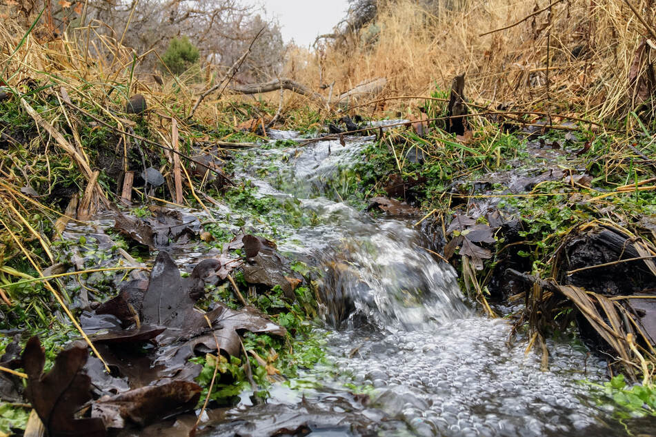 The second body was found in a stream, covered with branches and bushes. (symbolic image)