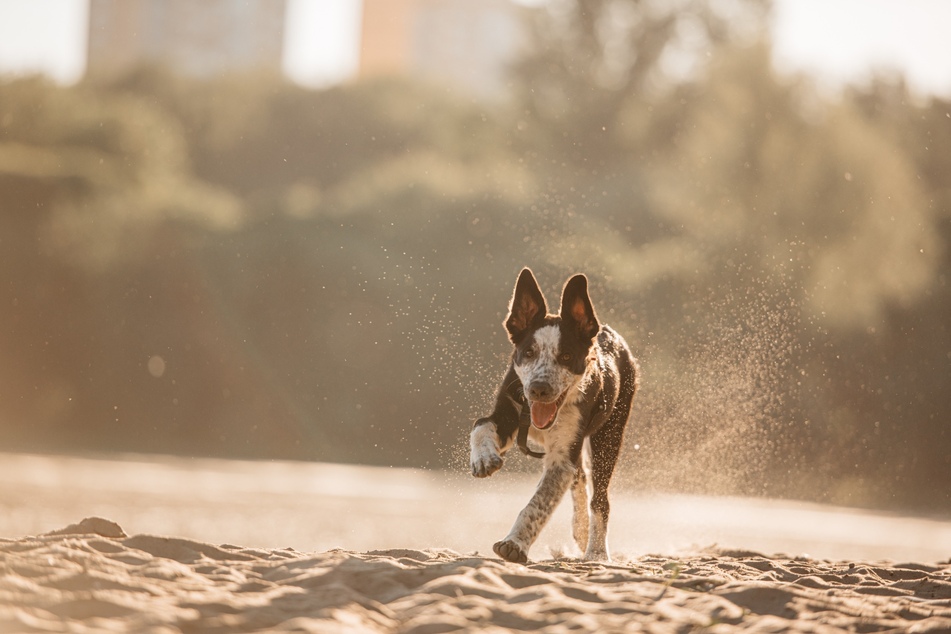 Der Strand kann bei einigen Hunden einen Zoomie-Anfall auslösen.