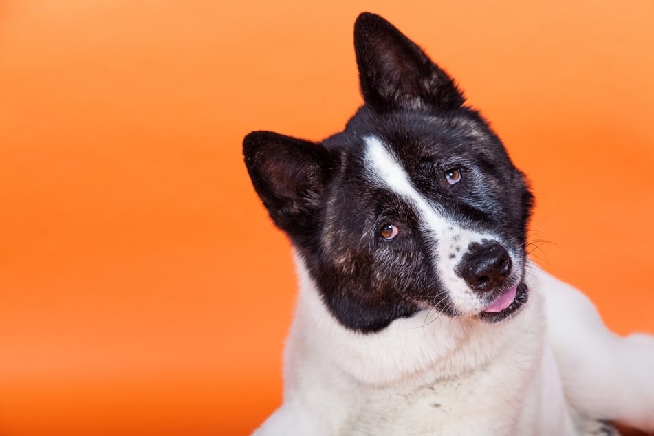 Um richtig zu spielen, muss ein Hund seinen Menschen verstehen können.