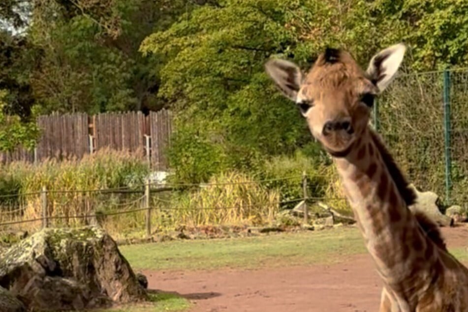 Süßer Nachwuchs im Zoo Magdeburg: Giraffenkuh Shani bringt Kalb zur Welt