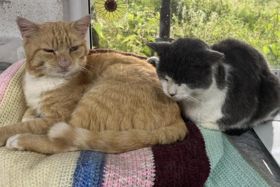 Barney Bubble and his friend Boss are inseparable.