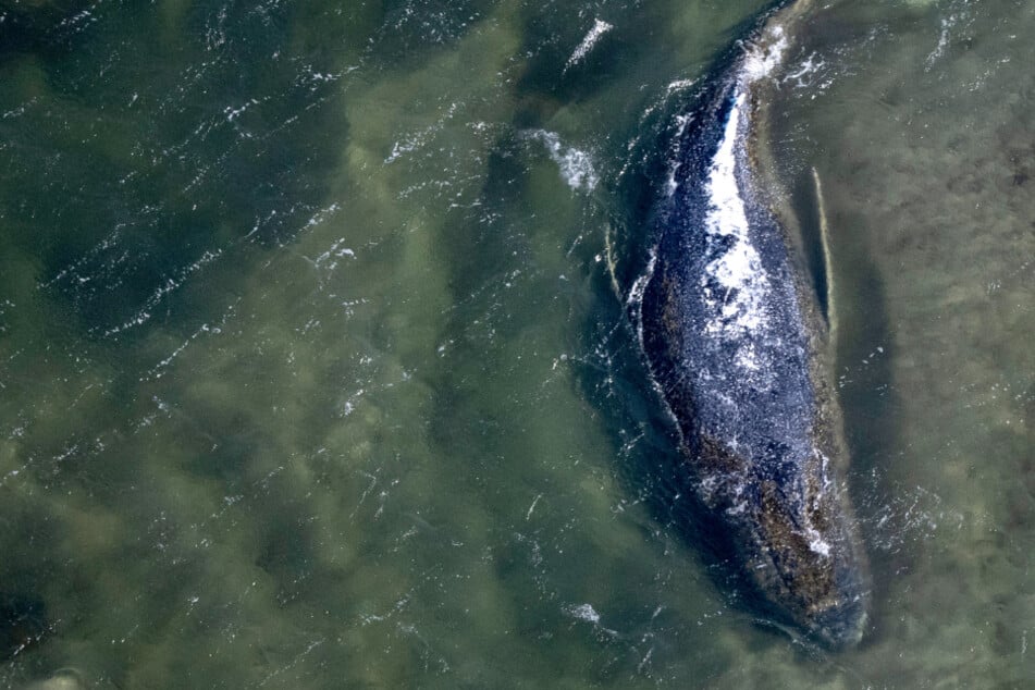 Buckelwal "Timmy": Details des Konzepts klar, doch was passiert Sonntagfrüh?