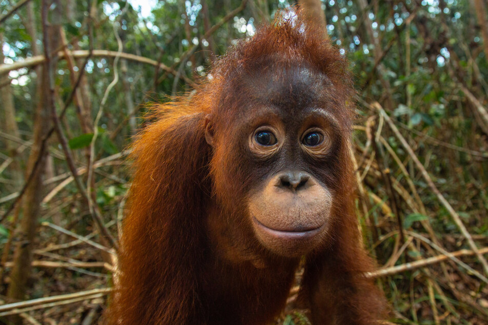 Für gewöhnlich verbringen Orang-Utan-Junge die ersten sechs bis acht Jahre bei ihrer Mutter. Der kleine Taymur jedoch wird seine Mama leider nie wieder sehen.