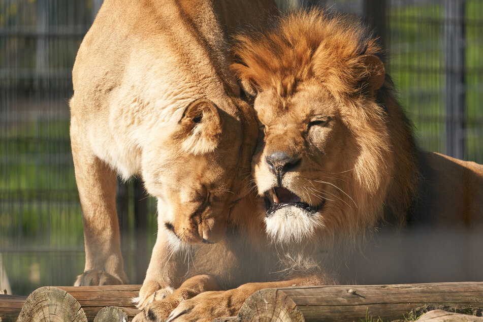 Die Löwen des Zoos in Neuwied.