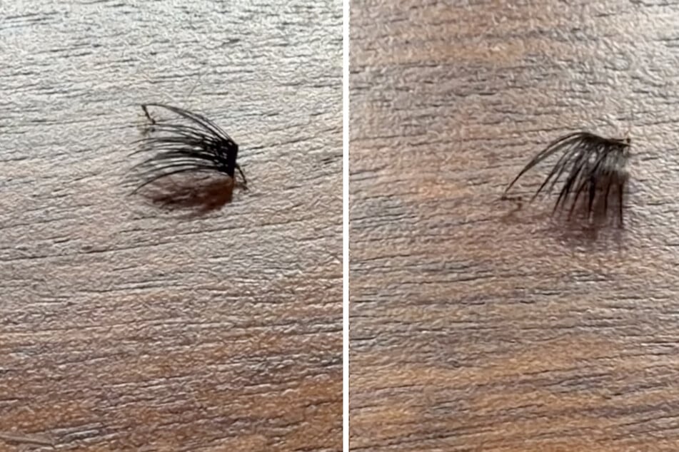 In Wirklichkeit waren es Ameisen, die eine Wimpern-Extension wegschleppen wollten.