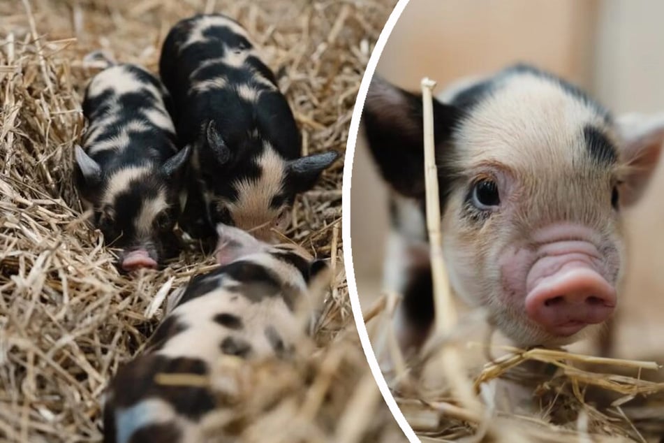 Sau-süß: Schweine-Nachwuchs stellt Tierpark auf den Kopf
