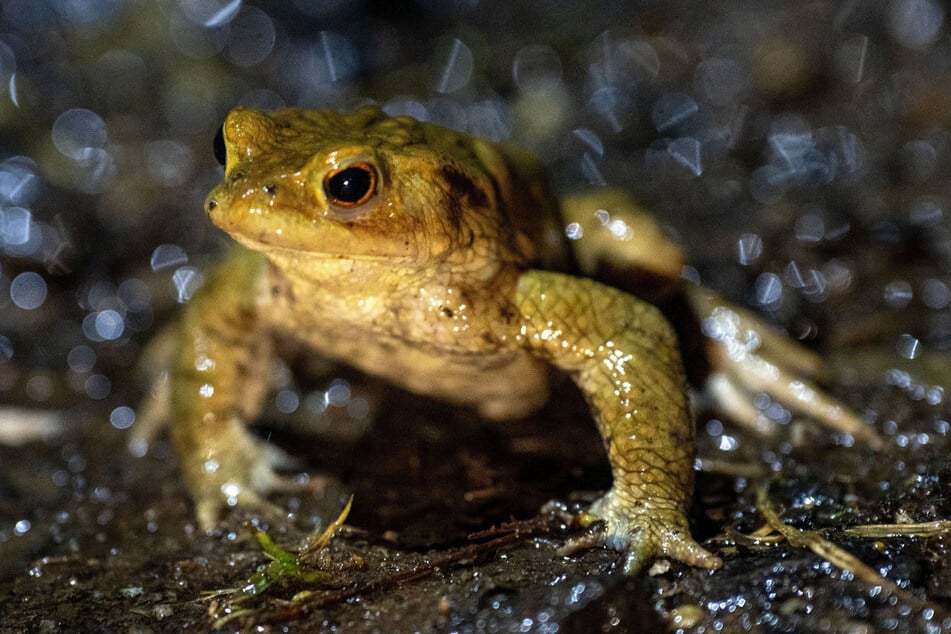 Riskanter Spaziergang: Eine Erdkröte wandert bei Dunkelheit und im Regen über eine nasse Fahrbahn. (Symbolbild)