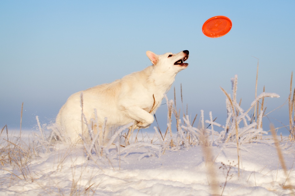 Gesunde Hunde lieben Bewegung. Hundespielzeug kann die Bewegung fördern und das Training unterstützen. (Symbolbild)