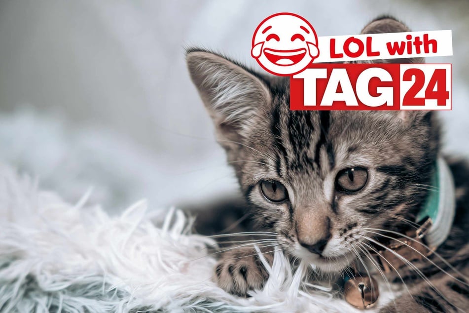 Joke of the Day for January 3, 2026: A cat funny for Caturday