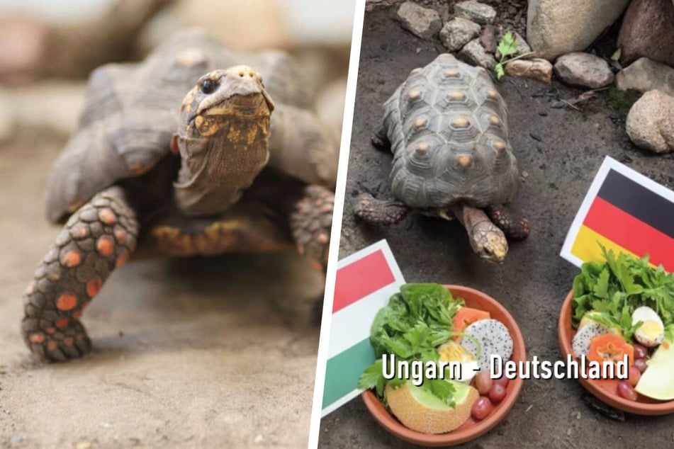 EM-Orakel im Tierheim Berlin: Hat Goliath unsere Gegner zum Fressen gern?