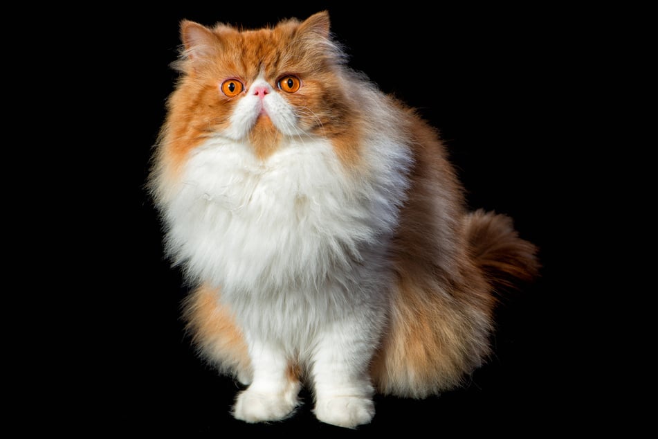 There are few cat breeds more quirky than the orange Persian.
