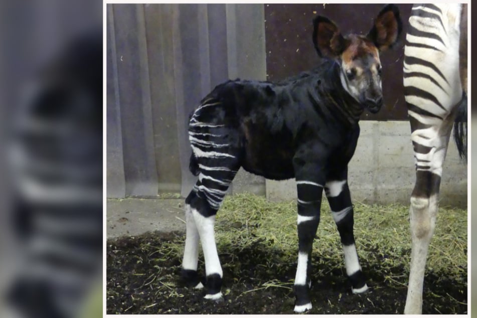 Noch ist das Okapi-Jungtier nur sehr selten zu sehen.