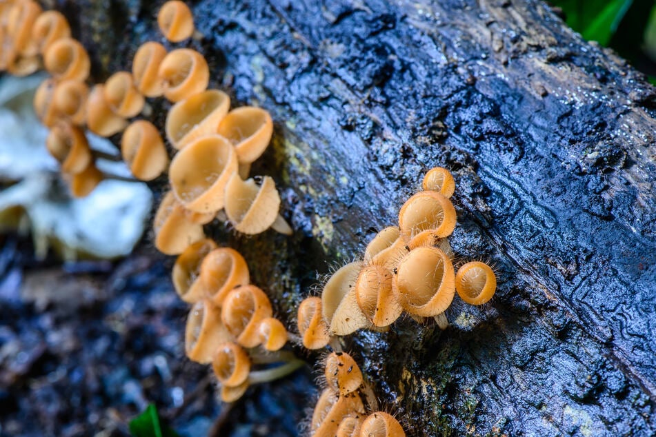 Scientists believe there are around 2.5 million species of fungi on Earth, with only 155,000 of those catalogued (stock image).
