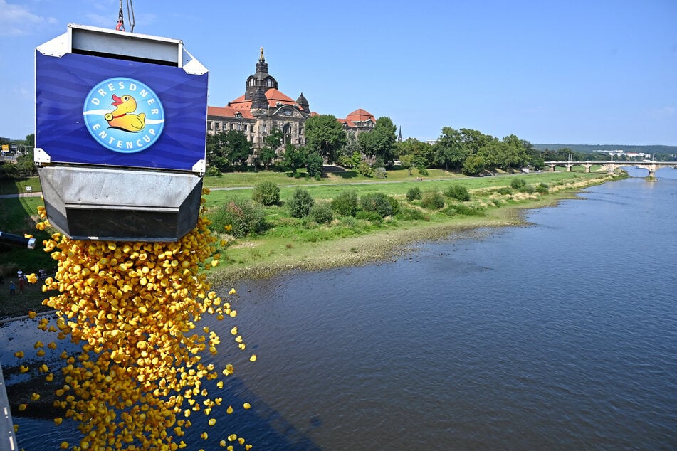 Bis dato wurden die Enten von der Carolabrücke in die Elbe gekippt. Wo sie in diesem Jahr starten, ist noch nicht entschieden.