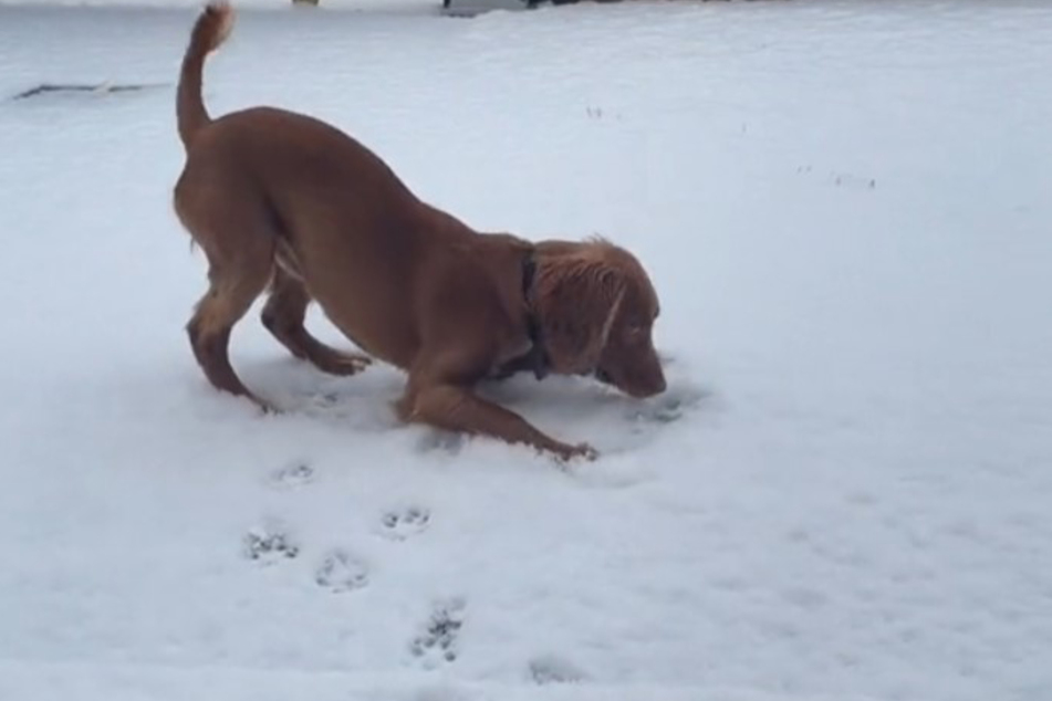 Roscoe played happily in the snow, much to the surprise of his owner.