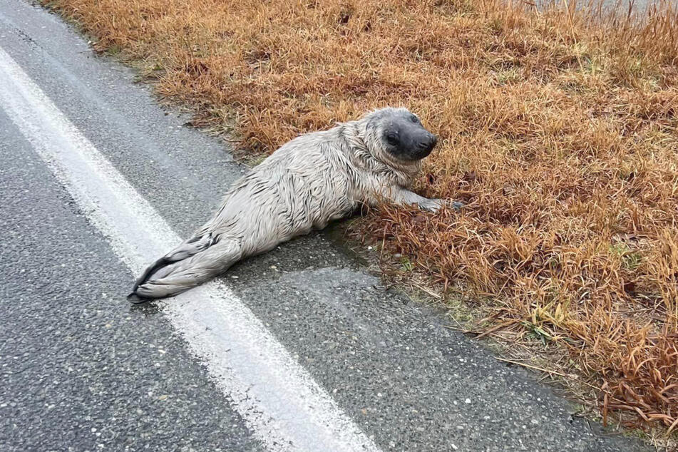 This little seal had lost its way.