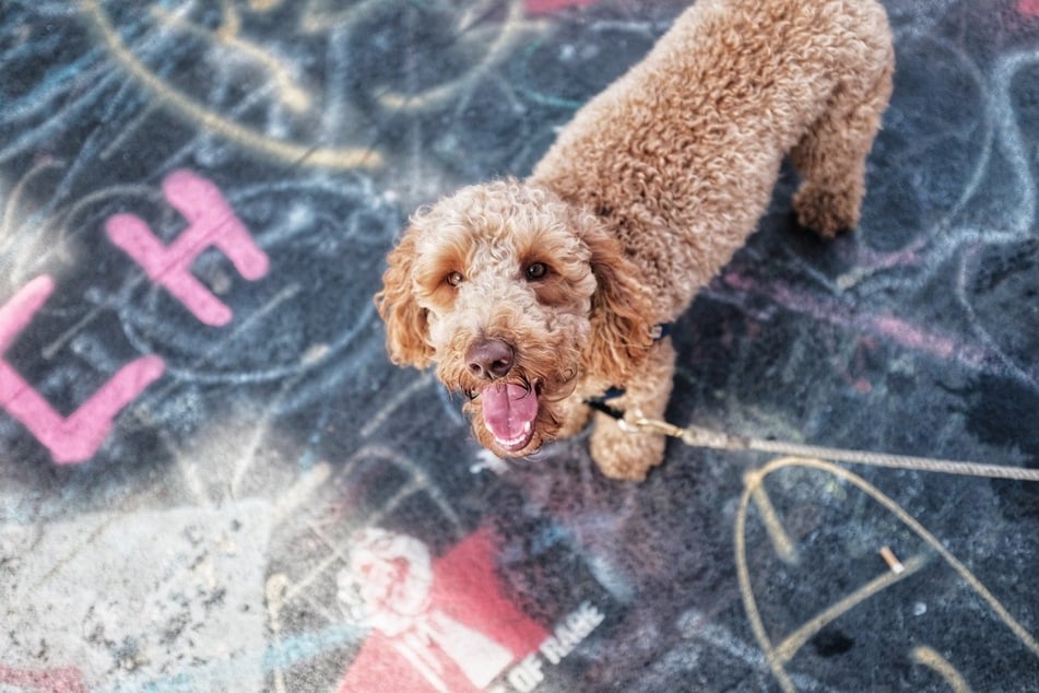 Poodles are people-oriented and need attention, but will never stop loving you.