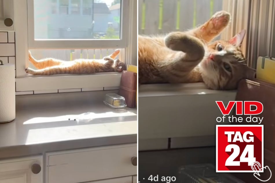 This cat is obsessed with sunbathing on the kitchen windowsill!