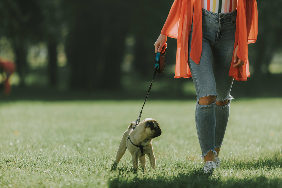 Hundebesitzer in Mönchengladbach-Windberg sollten wegen mutmaßlicher Giftköder-Gefahr derzeit gut auf ihre Vierbeiner aufpassen! (Symbolbild)