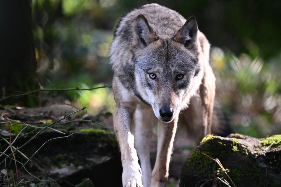 Nach dem Fund von neun toten Schafen im Lahn-Dill-Kreis hat eine Genanalyse bestätigt, dass mindestens ein Wolf hinter den Rissen steckt. (Symbolfoto)