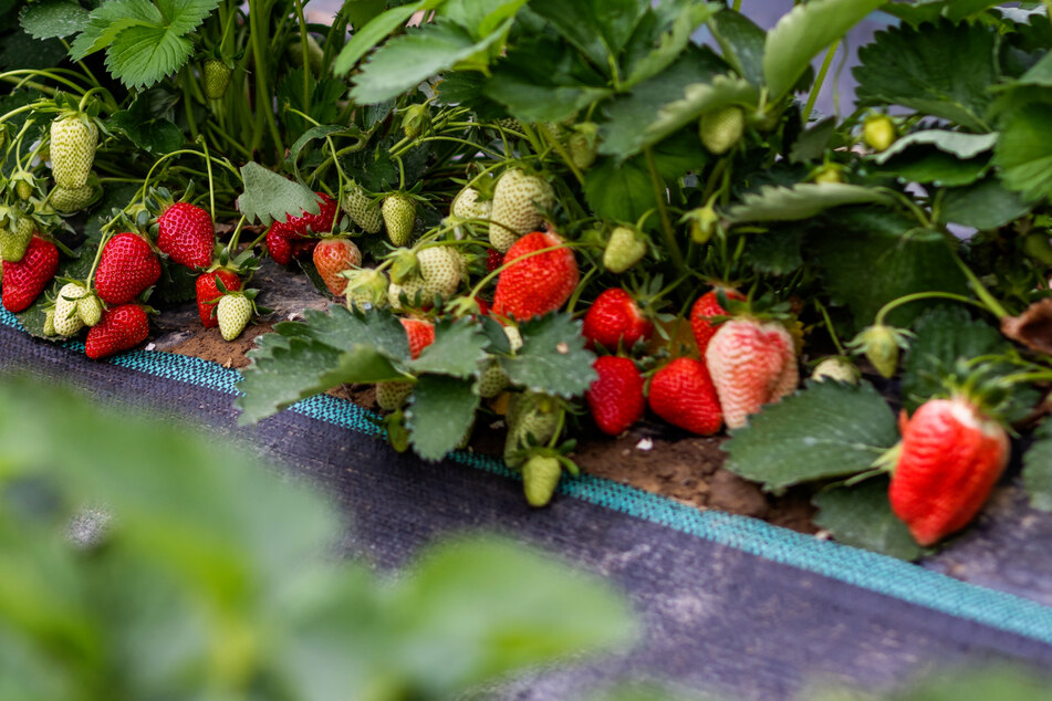 Auf einem Feld in Oberkirch sind Erdbeeren zu sehen. Die diesjährige Saison verspricht viele süße Früchte.