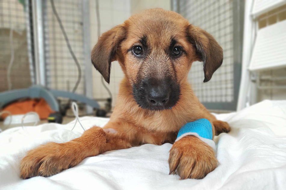 Ein Hundewelpe aus illegalem Welpenhandel, liegt auf einer Decke im Tierheim Berlin. Das Jungtier ist mittlerweile gestorben. In Berlin startet am Mittwoch eine Kampagne gegen den illegalen Welpenhandel.