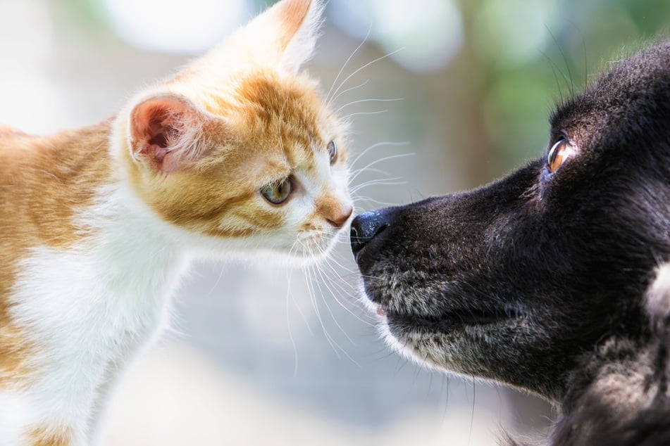 Hund und Katze aneinander gewöhnen: So klappt die Zusammenführung