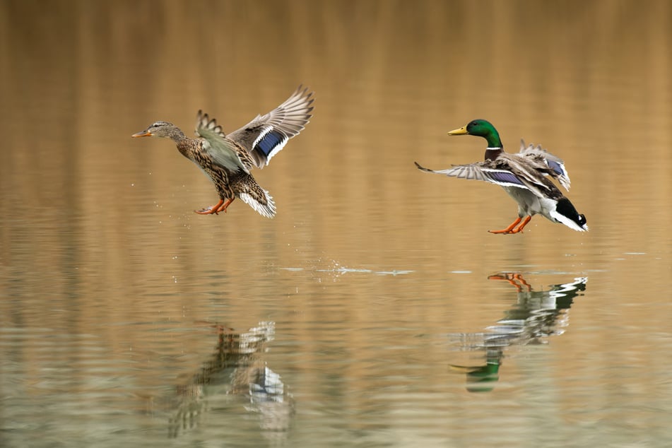 Die Polizei fahndet derzeit nach dem Tierquäler. (Symbolbild)
