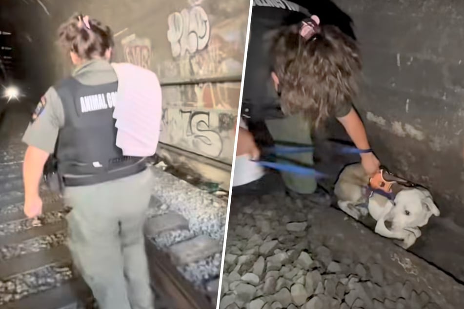 Hund Roo versteckt sich im Tunnel: Lokführer halten ihn für tot - doch plötzlich bewegt er sich