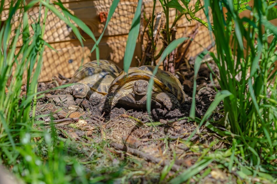 Werden die Tage kürzer und kälter bereiten sich viele Schildkröten auf die Winterruhe vor.