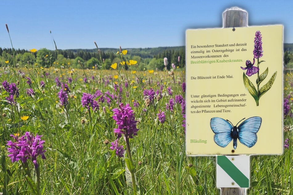 Bergwiesen treiben's jetzt bunt: Im Osterzgebirge sind viele seltene Pflanzen zu Hause