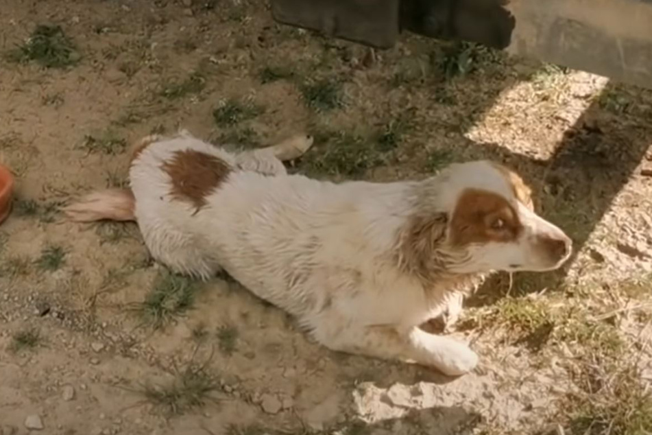 Diesem kleinen Hund ging es richtig schlecht, als er gerettet wurde.