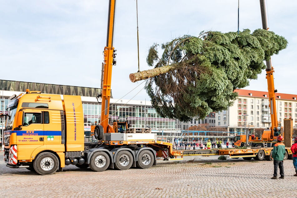 Dresden: Es wird schon wieder nach Weihnachtsbäumen gesucht