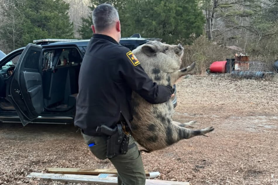 Mithilfe einer Packung Cracker gelang es dem Polizisten schließlich, das Schwein "in Gewahrsam" zu nehmen.