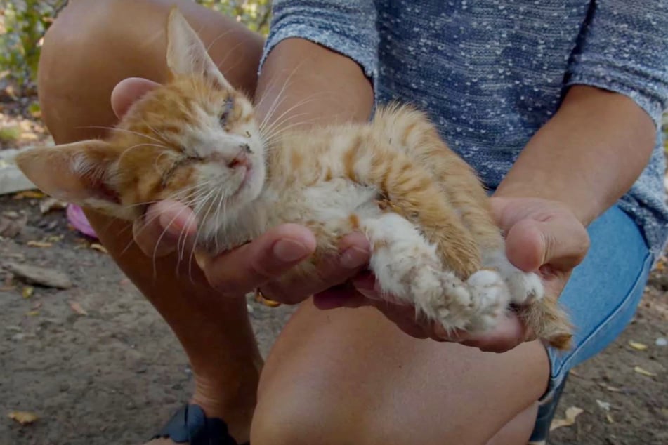 The kitten died after two hours at the vet.