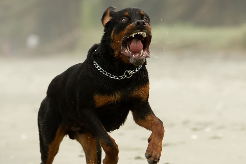 The rottweiler inflicted such severe injuries on the little boy that he died in hospital (stock image).