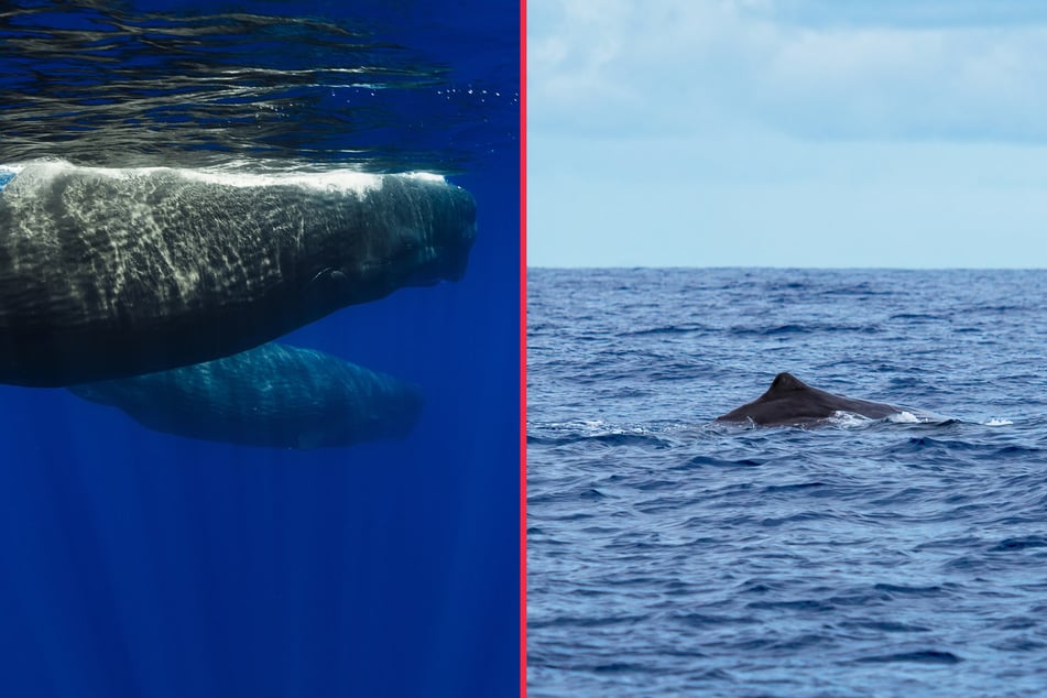 Endangered sperm whale killed by ship collision in Strait of Gibraltar