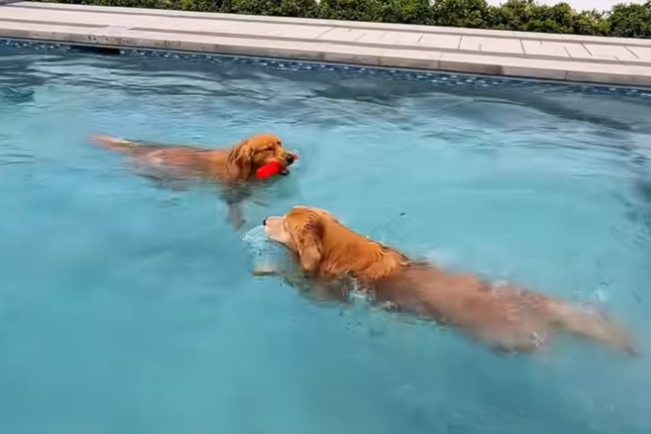 Endlich am Ziel: Die Vierbeiner schwimmen mit Feuereifer im Pool.
