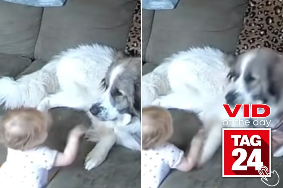 This Great Pyrenees accidentally took this baby out with one paw and then immediately ran to tattle on himself!