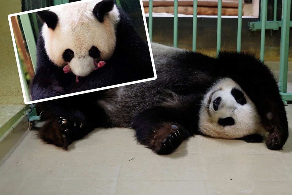 Baby-News im Zoo: Panda-Mama bringt Zwillinge zur Welt!